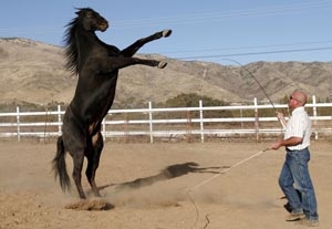 'War Horse' Star One of Hollywood's Equine Elite